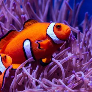 iPhone Clownfish wallpaper