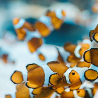 iPhone Clownfish wallpaper
