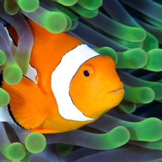 iPhone Clownfish wallpaper