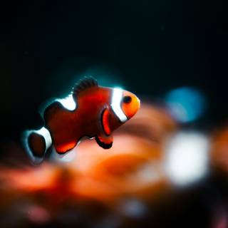 iPhone Clownfish wallpaper