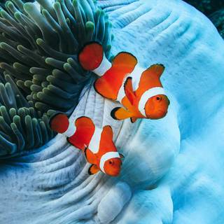 iPhone Clownfish wallpaper