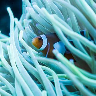 iPhone Clownfish wallpaper