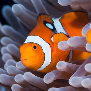 iPhone Clownfish wallpaper