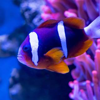 iPhone Clownfish wallpaper