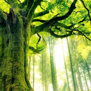 Phone tree wallpaper