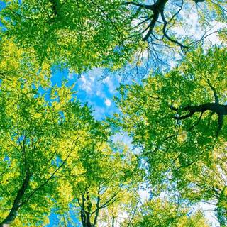 Phone tree wallpaper