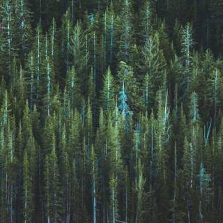 Phone tree wallpaper