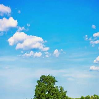 Phone tree wallpaper