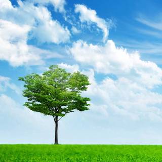 Phone tree wallpaper