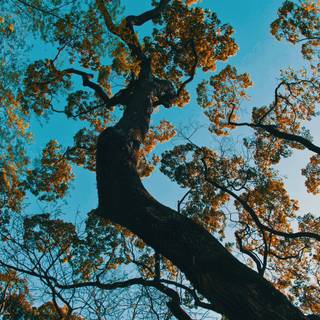 Phone tree wallpaper