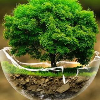 Phone tree wallpaper