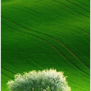 Phone tree wallpaper