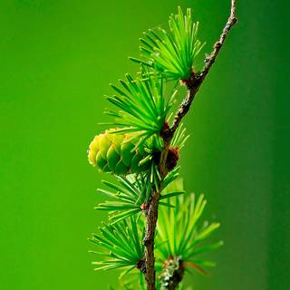 Phone tree wallpaper