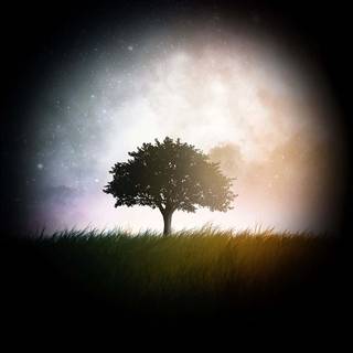 Phone tree wallpaper