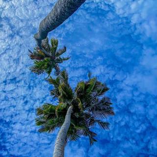 Phone tree wallpaper