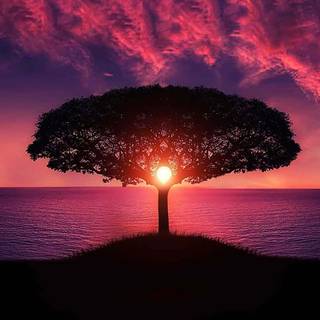 Phone tree wallpaper