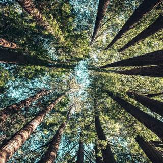 Phone tree wallpaper