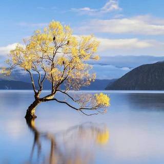 Phone tree wallpaper