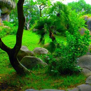 Phone tree wallpaper