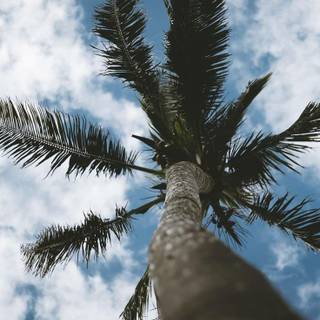 Phone tree wallpaper