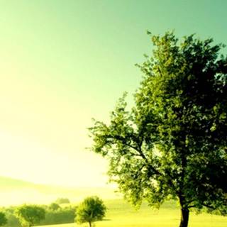 Phone tree wallpaper