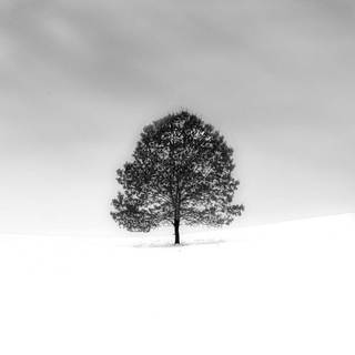 Phone tree wallpaper