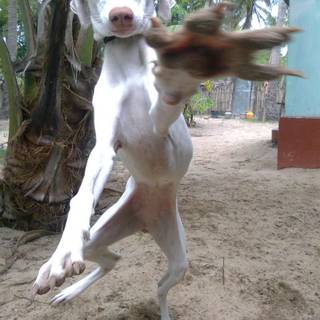 Rajapalayam wallpaper