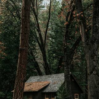 Fall cabin wallpaper