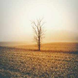 Portrait size wallpaper