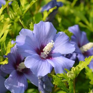 Rose of Sharon wallpaper