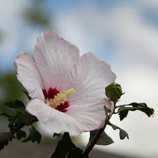 Rose of Sharon wallpaper
