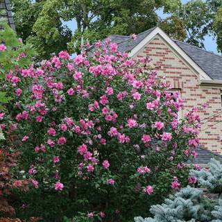 Rose of Sharon wallpaper