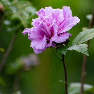 Rose of Sharon wallpaper