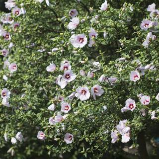 Rose of Sharon wallpaper