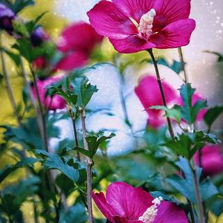 Rose of Sharon wallpaper