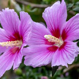 Rose of Sharon wallpaper