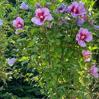 Rose of Sharon wallpaper