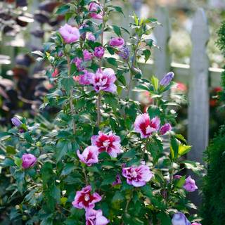 Rose of Sharon wallpaper