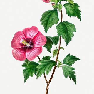 Rose of Sharon wallpaper
