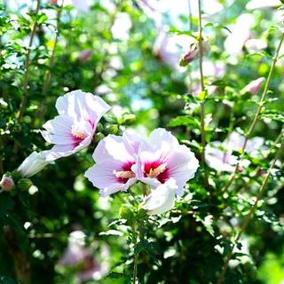 Rose of Sharon wallpaper