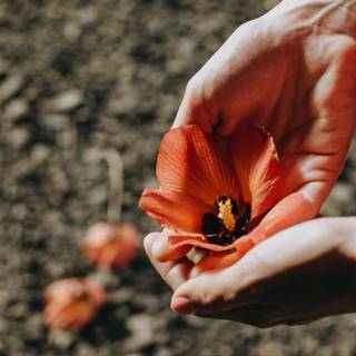 Rose of Sharon wallpaper