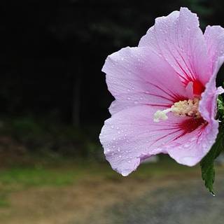 Rose of Sharon wallpaper