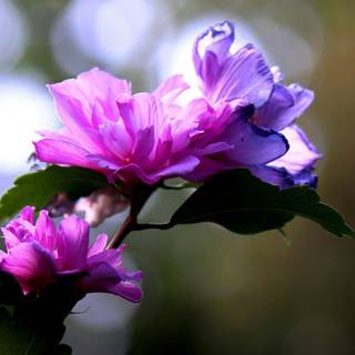 Rose of Sharon wallpaper