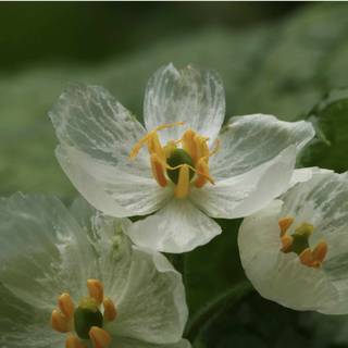 Skeleton flower wallpaper