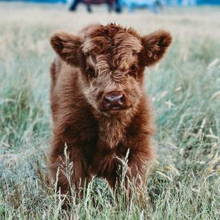 Cute fluffy cows wallpaper