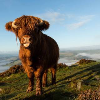 Cute fluffy cows wallpaper