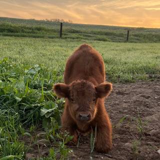Cute fluffy cows wallpaper