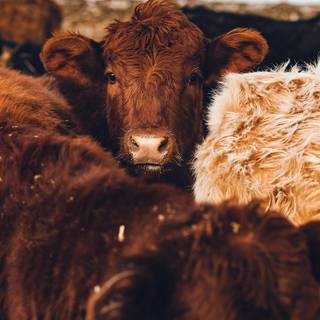 Cute fluffy cows wallpaper