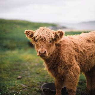 Cute fluffy cows wallpaper