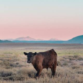 Cute fluffy cows wallpaper